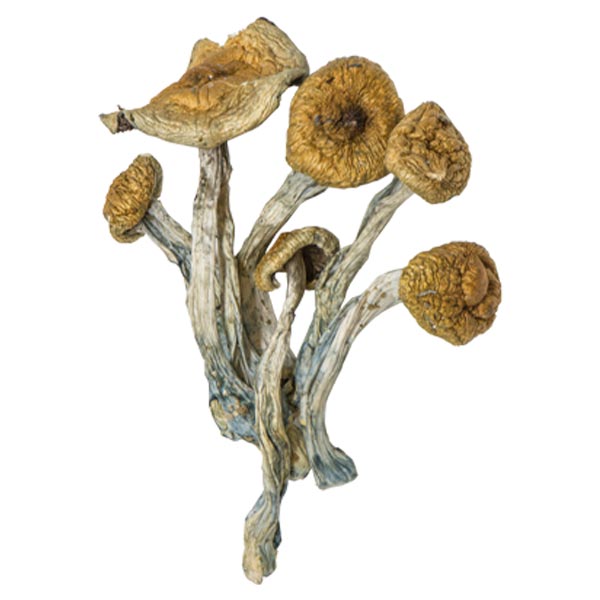 Amazonian Magic Mushrooms