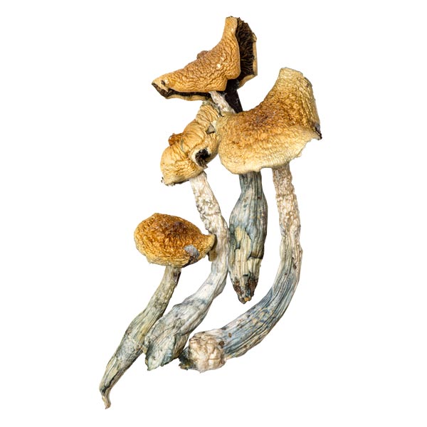 Blue Meanie Magic Mushrooms