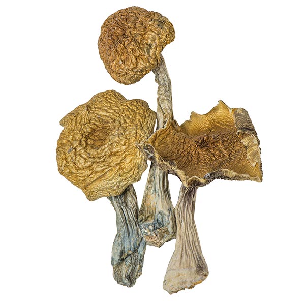 Golden Teachers Magic Mushrooms