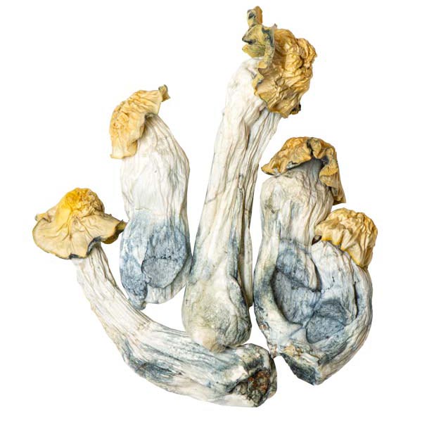 Penis Envy Magic Mushrooms